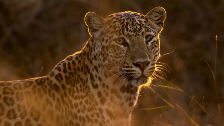 What Makes the Big Cats So Powerful and Mysterious