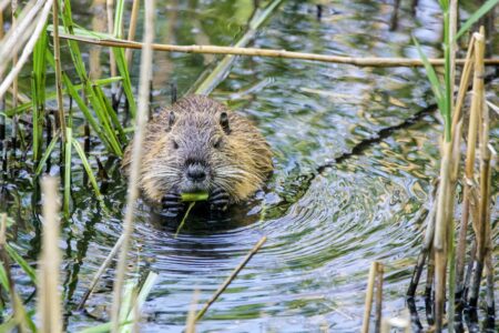 How Beavers Engineer Their Own Ecosystems