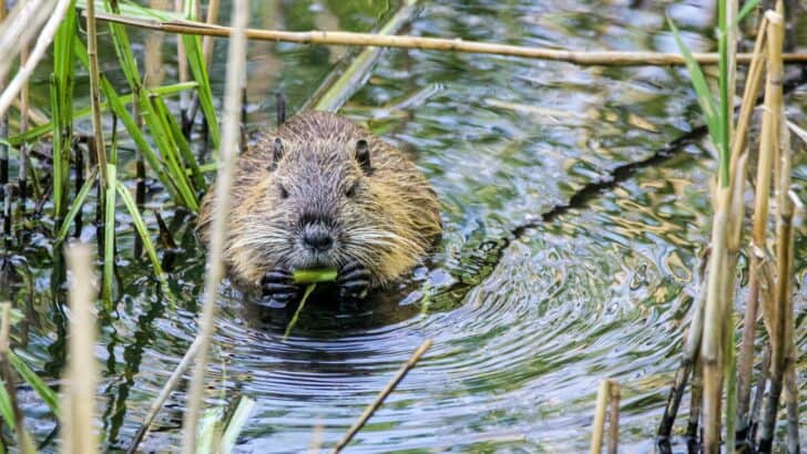 How Beavers Engineer Their Own Ecosystems