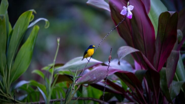 Tea-Growing Regions You Can Visit to See Exotic Wildlife