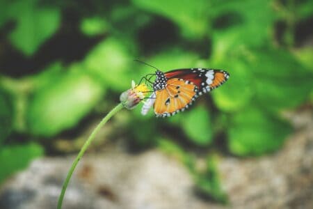 The Link Between Pollinators and Your Morning Tea