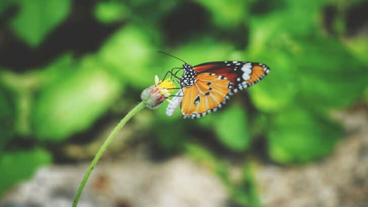 The Link Between Pollinators and Your Morning Tea