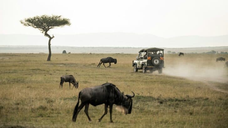 Could Wildlife Tourism Be Doing More Harm Than Good?