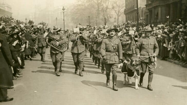 Forgotten Animal Heroes From Major Wars