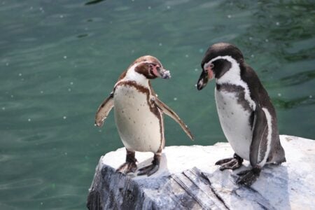 Penguins Propose With Pebbles