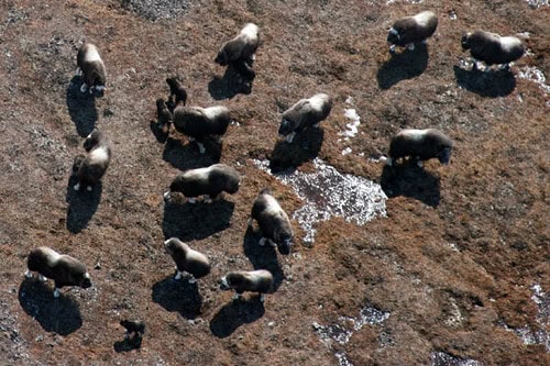 Muskox