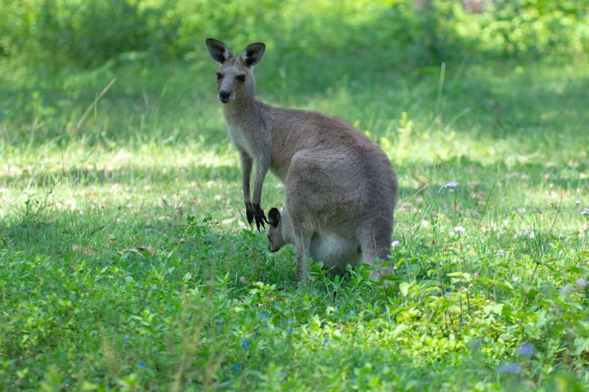 A kangaroo standing in a field of grass