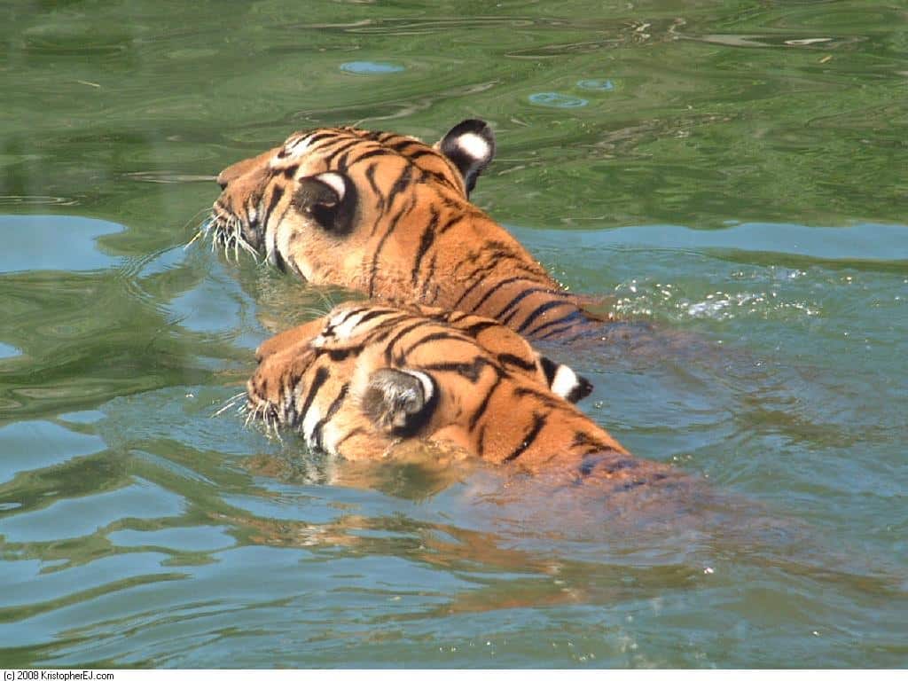 Tiger swimming