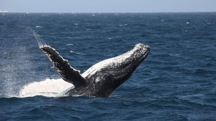 The Best States for Watching Humpback Whales Breach