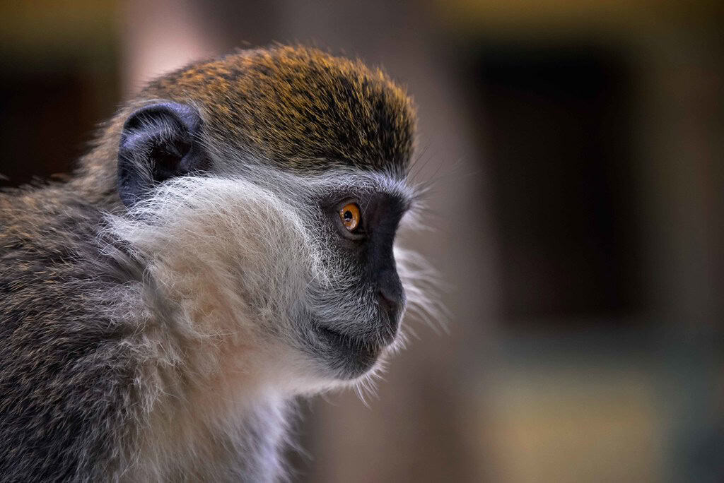 Vervet Monkey