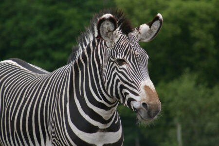 Can Zebras Be Domesticated Like Horses?