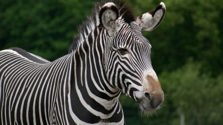 Can Zebras Be Domesticated Like Horses?