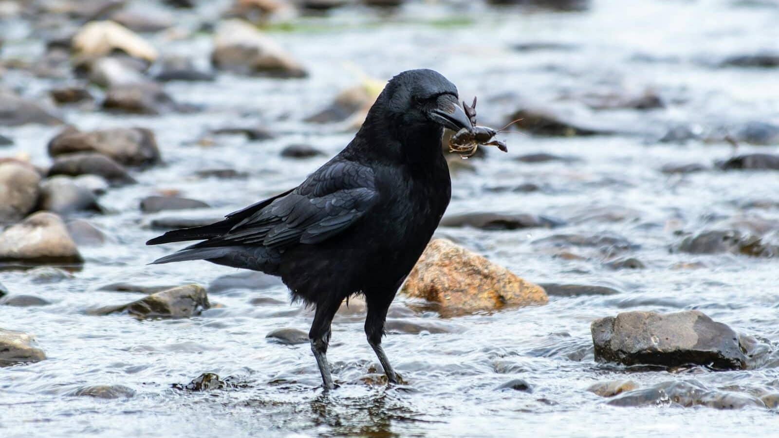 A black bird standing in a stream with a fish in it's mouth