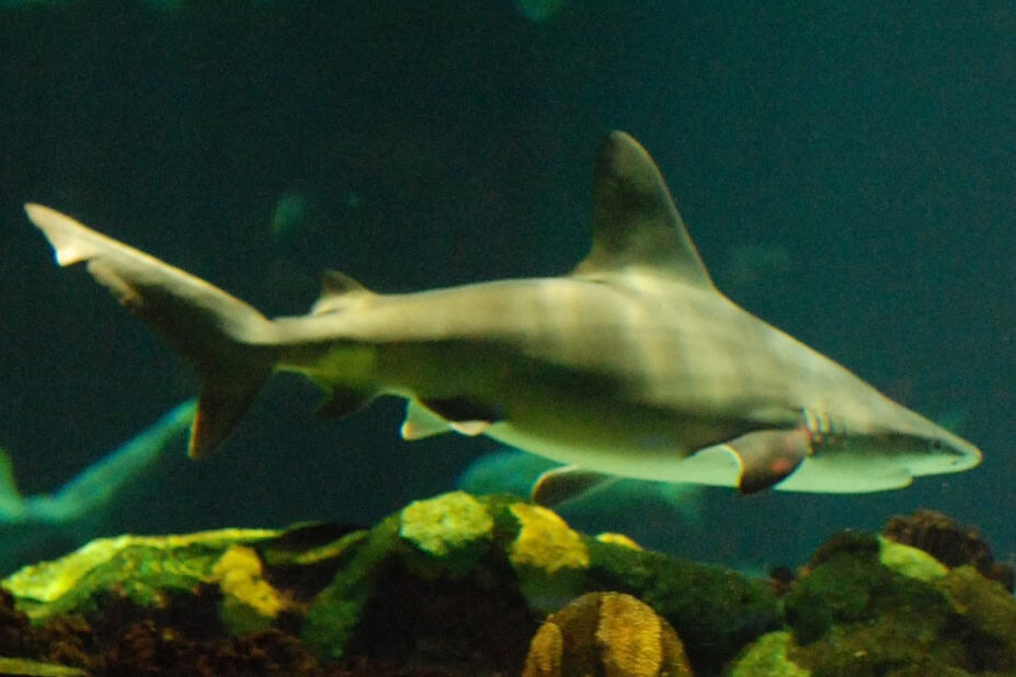 Sandbar shark
