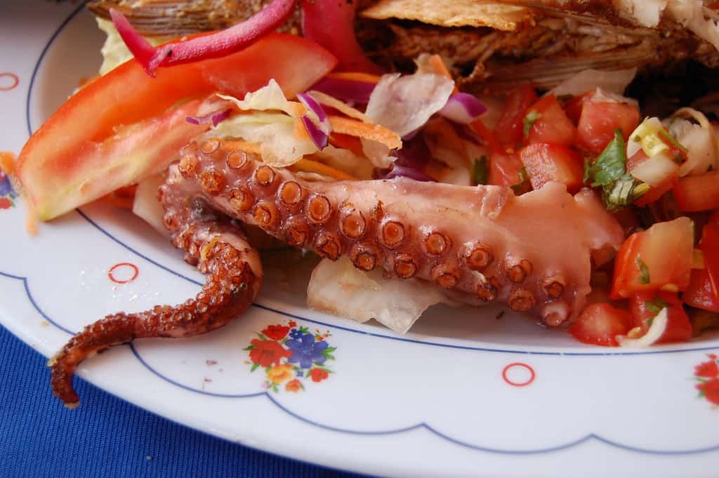 Octopus food 