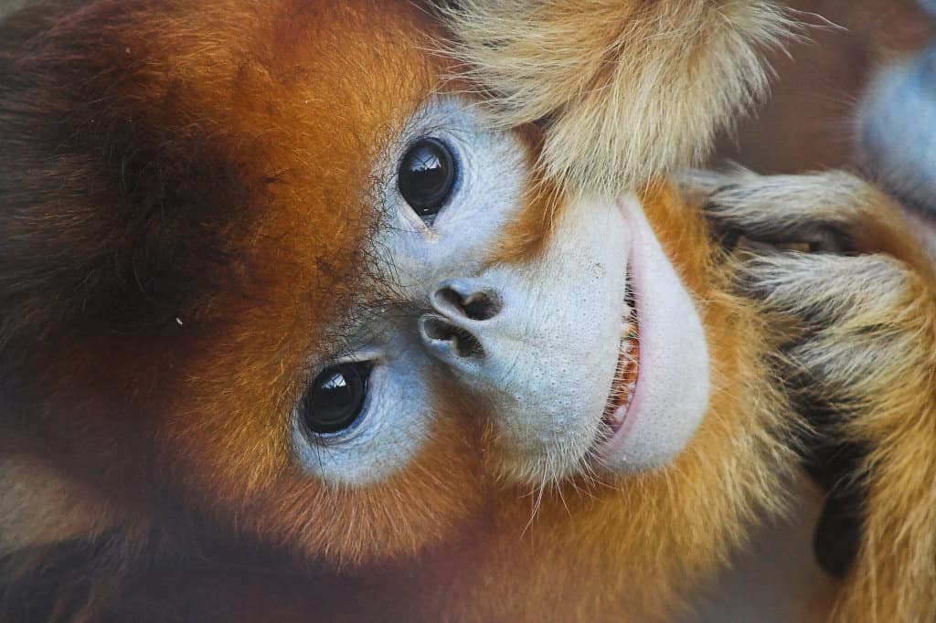 Golden snub-nosed monkey
