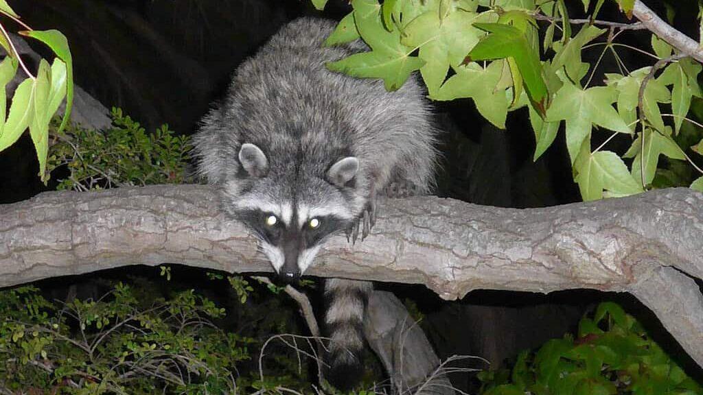 Racoon at night.
