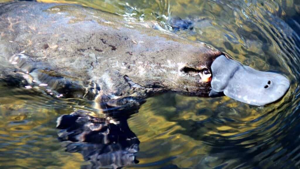 Platypus