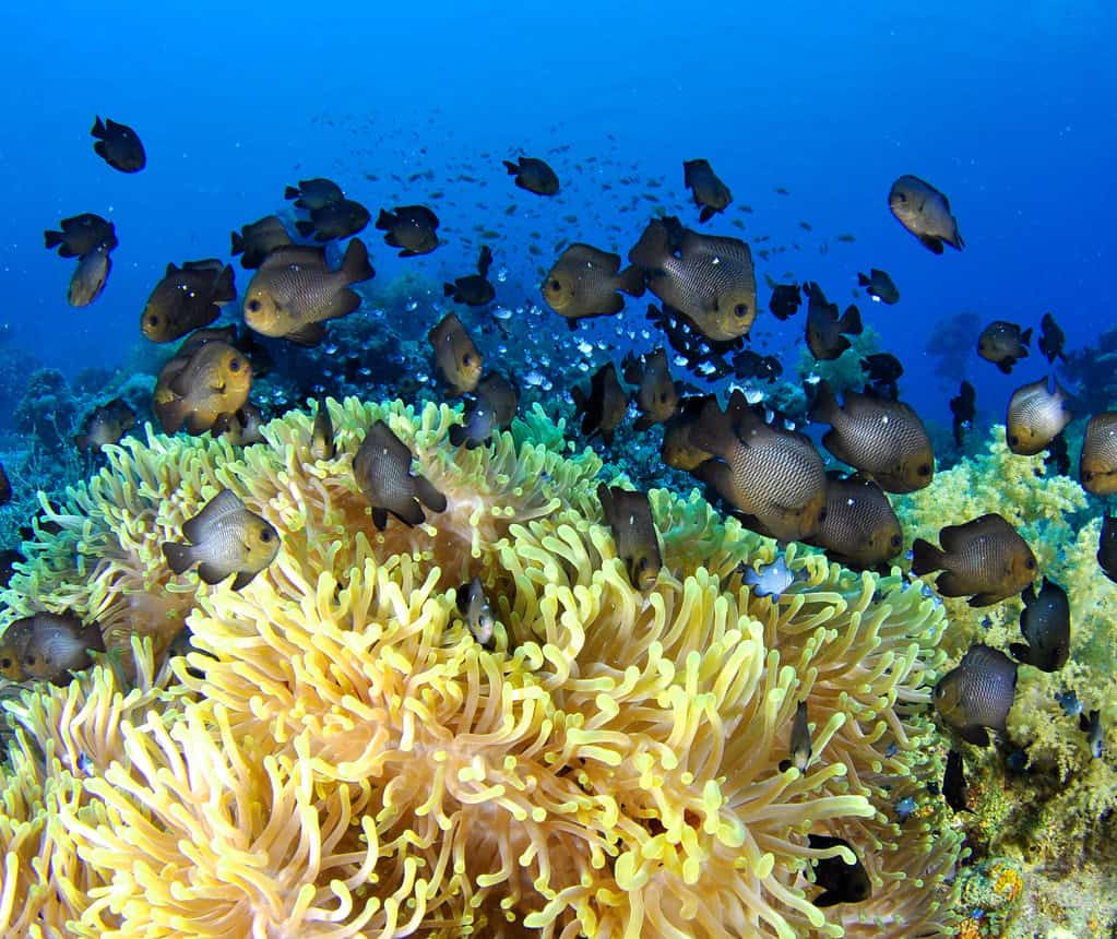 Sea Anemone