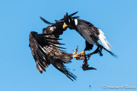 What Happens When Bald Eagles Fight in the Sky?