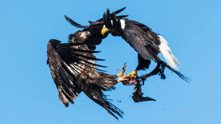 What Happens When Bald Eagles Fight in the Sky?