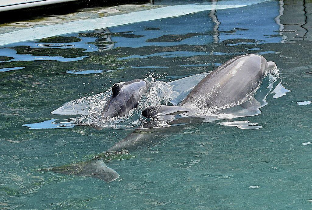 Dolphin calf