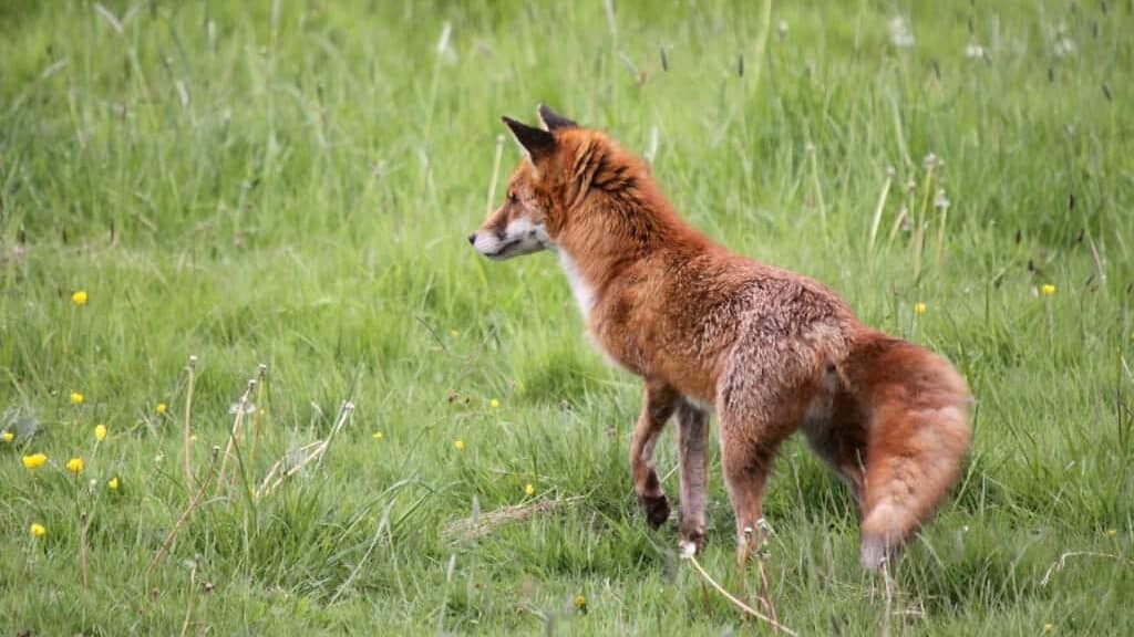 Fox hunting