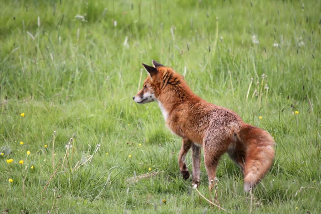 Fox hunting