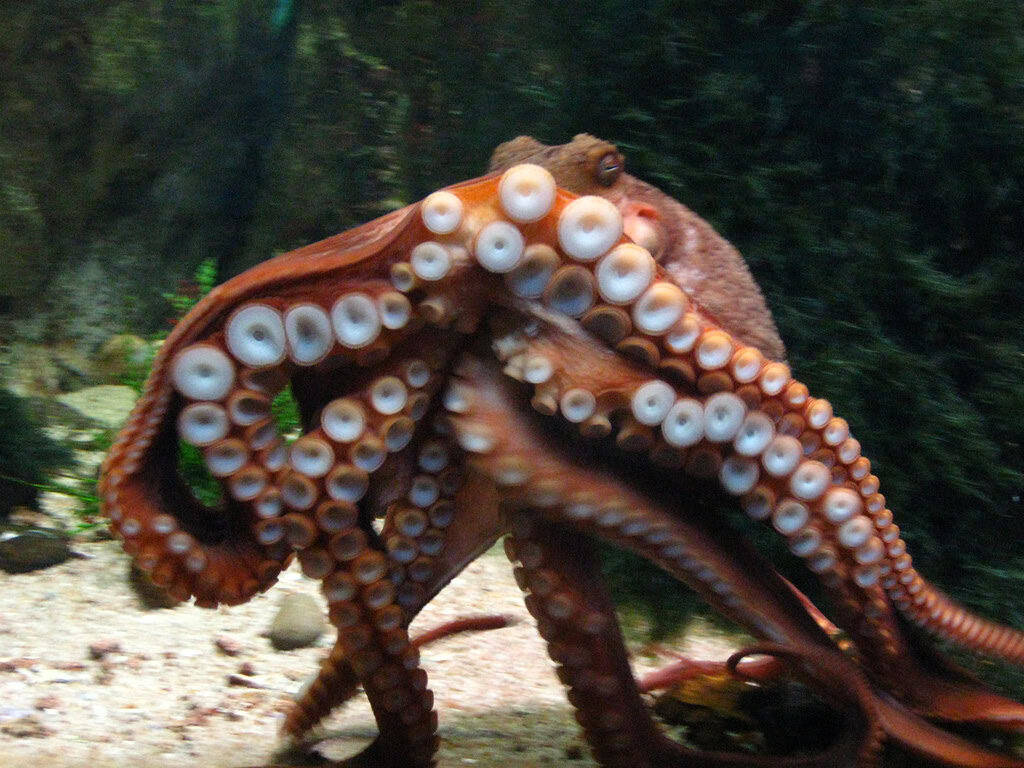 Octopus. Image by Openverse.