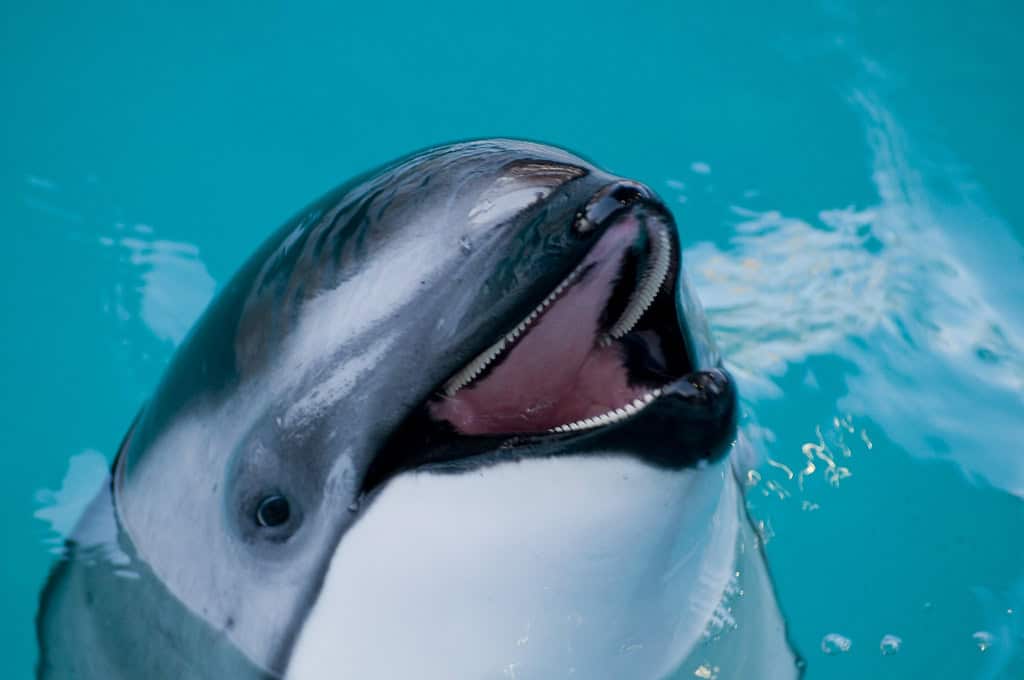 Pacific White-Sided Dolphin