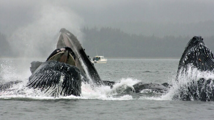 How Humpback Whales Create Bubble-Nets to Catch Fish