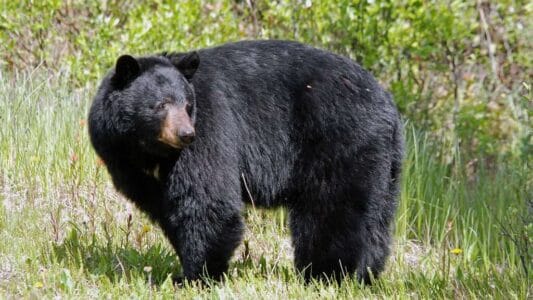 The Science Behind Bear Hibernation (and Why It&rsquo;s Not True Sleep)
