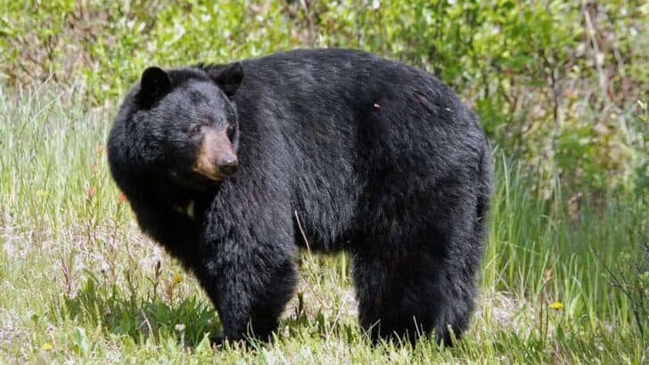 The Science Behind Bear Hibernation (and Why It’s Not True Sleep)