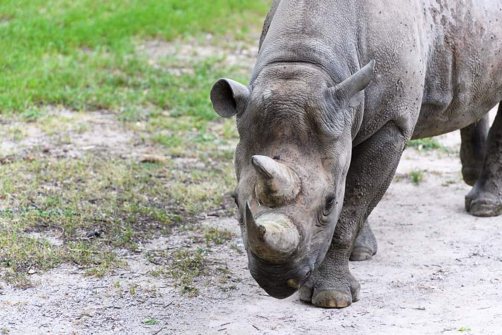 Rhino