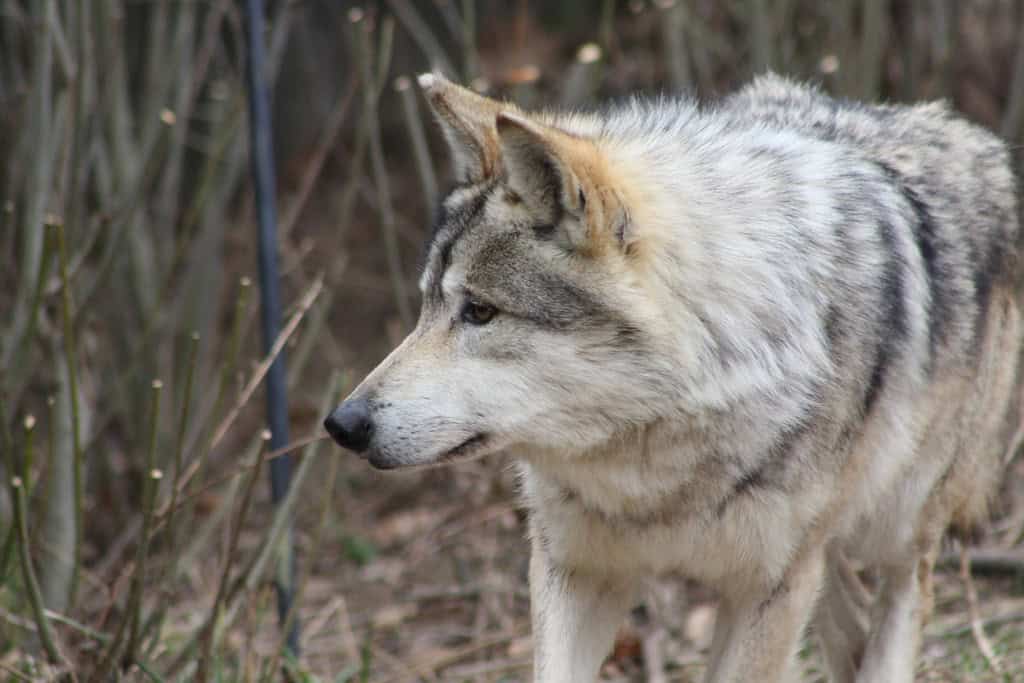 Wolf