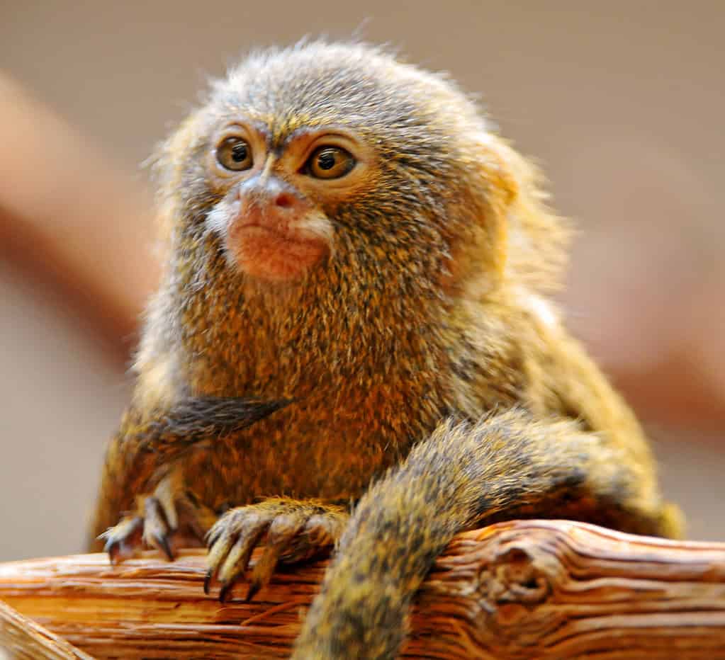 Pygmy Marmoset monkey