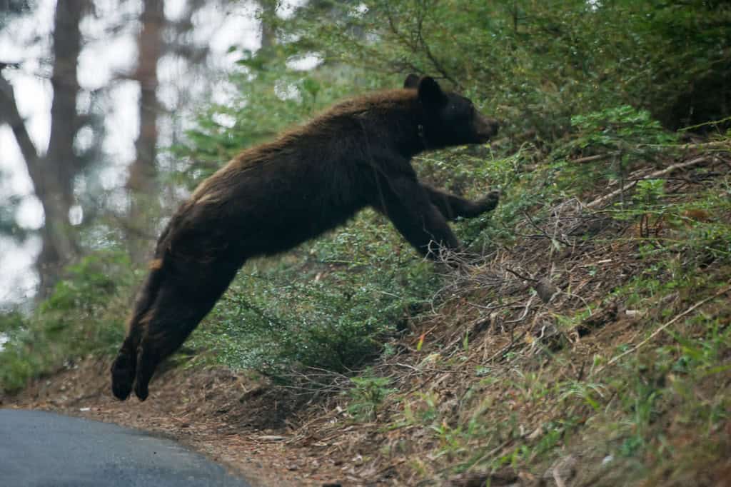 Bear running.