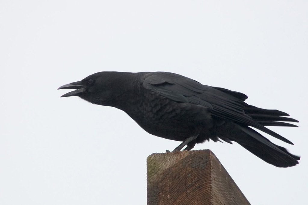 Crow