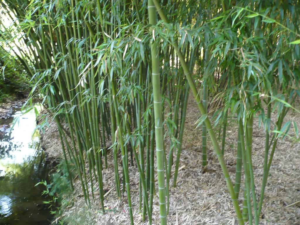 Moso bamboo