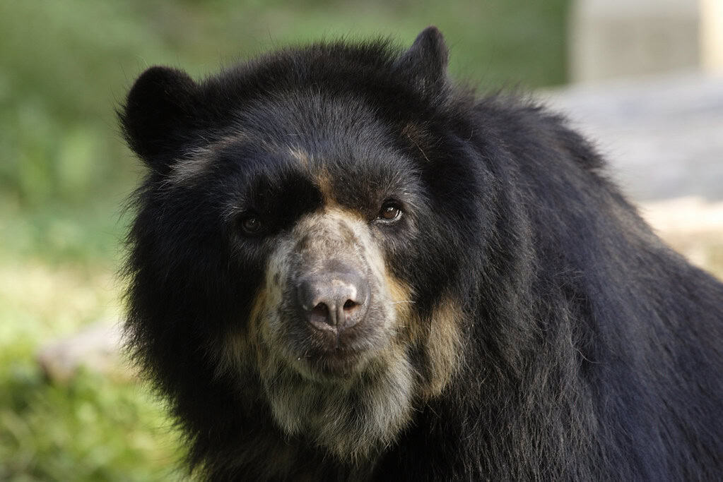 Andean Bear
