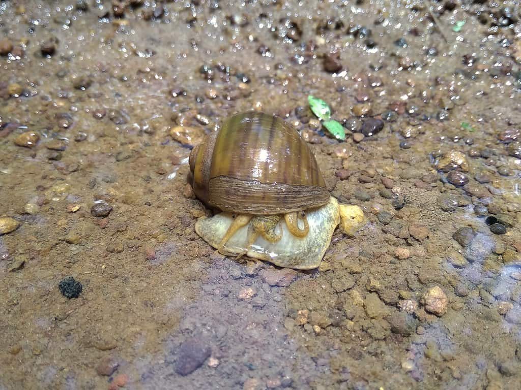 Apple snail