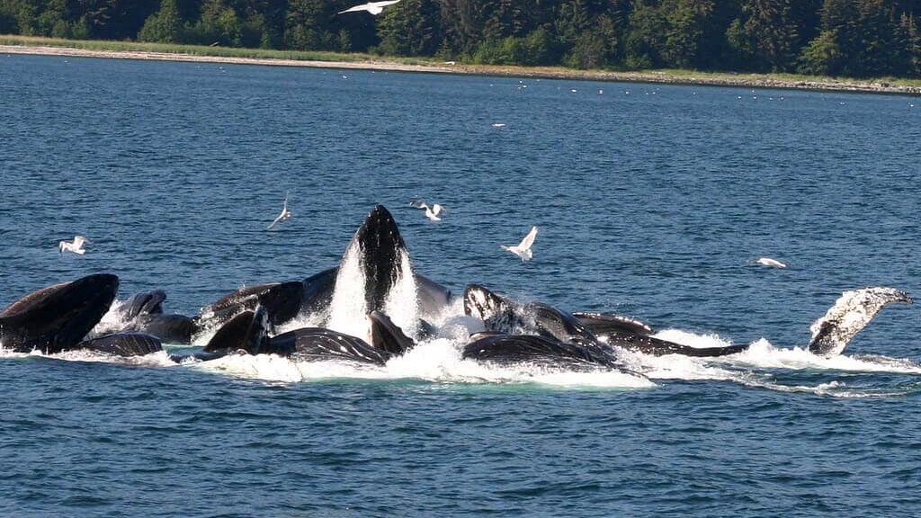 Bubble-net feeding