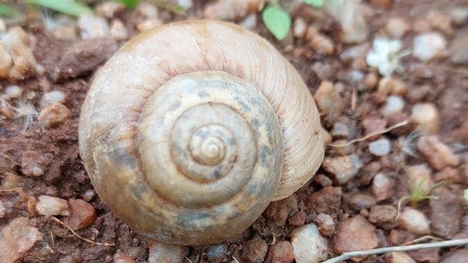 a close up of a snail on the ground