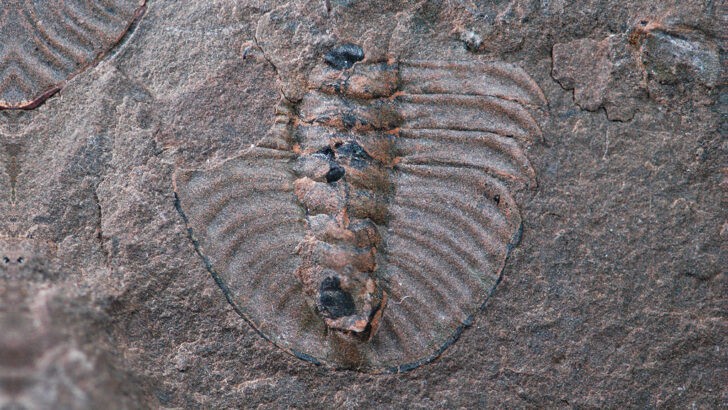 Ancient Predator Named After Mothra Sheds Light on Arthropod Evolution