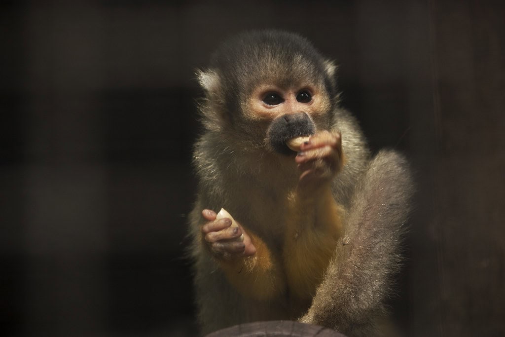 Squirrel monkey eating