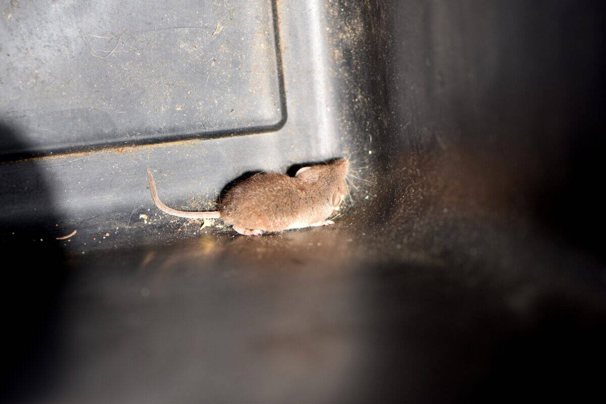 Etruscan Shrew