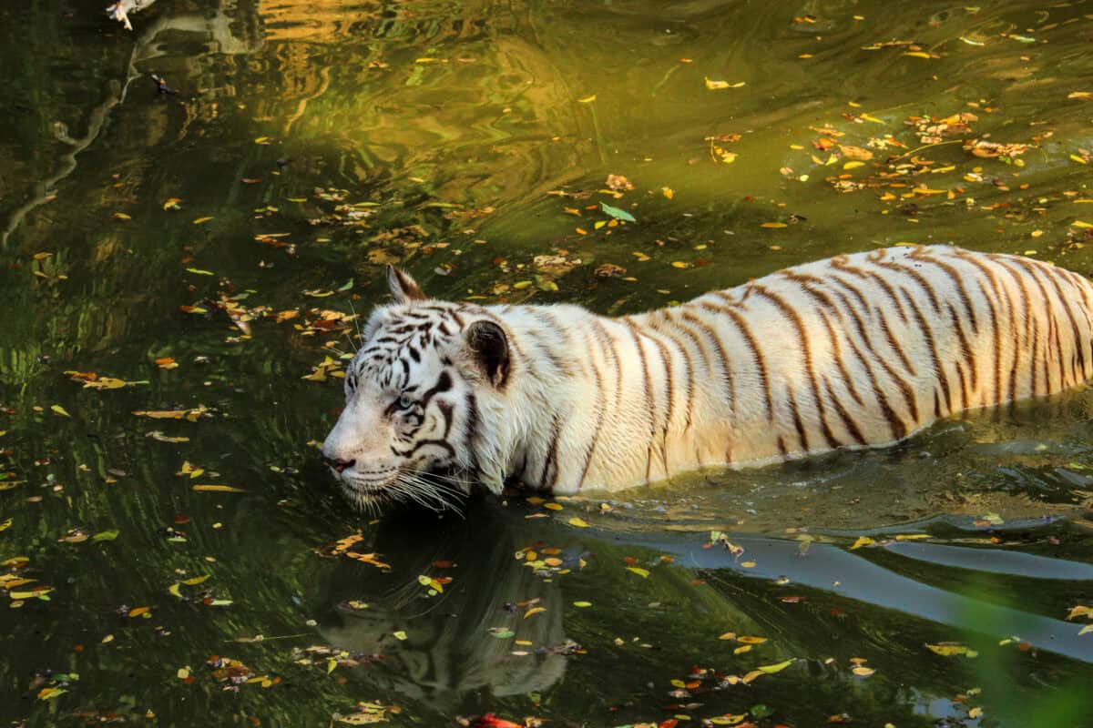 Tigers swimming