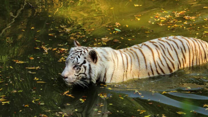 Did You Know White Tigers Aren&rsquo;t a Separate Species?