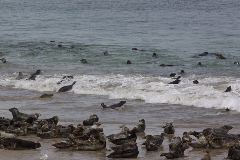 Seal colony