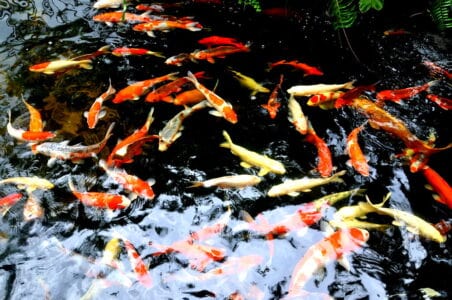 Do Fish Sleep? The Truth About Underwater Rest